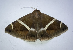 Bastilla arctotaenia