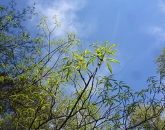 Quercus × heterophylla