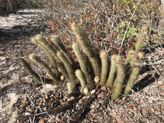 Micranthocereus flaviflorus