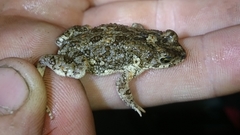 Poyntonophrynus fenoulheti