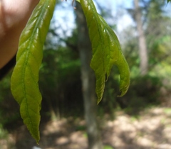 Quercus × heterophylla