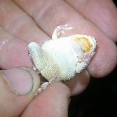 Poyntonophrynus fenoulheti