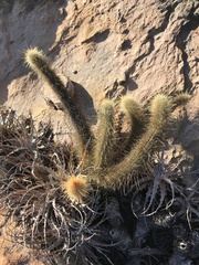 Micranthocereus flaviflorus