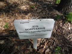 Quercus × heterophylla