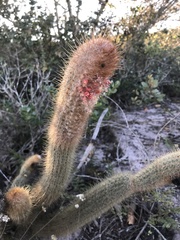 Micranthocereus flaviflorus