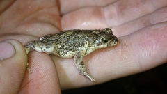 Poyntonophrynus fenoulheti