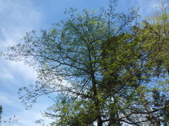 Quercus × heterophylla