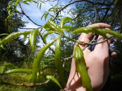 Quercus × heterophylla
