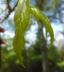 Quercus × heterophylla