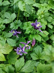 Aquilegia vulgaris