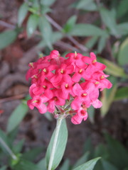 Arachnothryx leucophylla