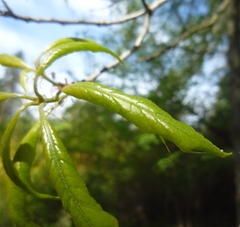 Quercus × heterophylla