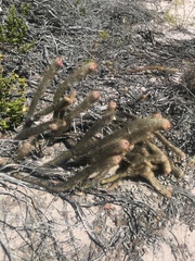 Micranthocereus flaviflorus