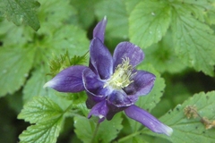 Aquilegia vulgaris