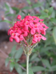 Arachnothryx leucophylla