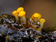 Vibrissea truncorum