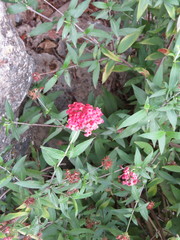 Arachnothryx leucophylla