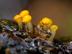 Vibrissea truncorum