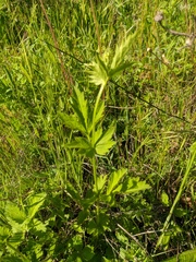 Althaea cannabina