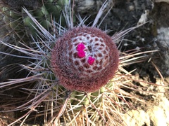 Melocactus ernestii