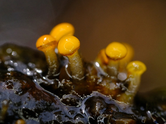 Vibrissea truncorum
