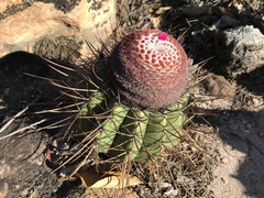 Melocactus ernestii