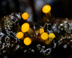 Vibrissea truncorum