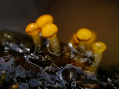 Vibrissea truncorum