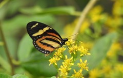 Lycorea halia discreta