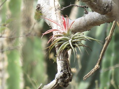 Tillandsia concolor