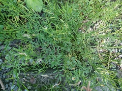 Cardamine flexuosa