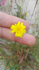 Leontodon saxatilis saxatilis