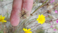 Leontodon saxatilis saxatilis