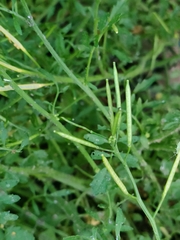 Cardamine flexuosa