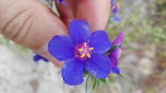 Anagallis