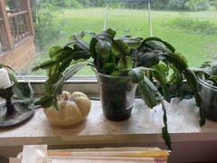 Schlumbergera buckleyi