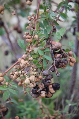 Diplolepis variabilis