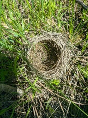Luscinia svecica