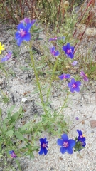 Anagallis