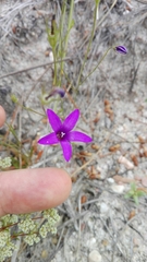 Campanula lusitanica lusitanica