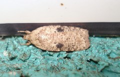 Agonopterix propinquella