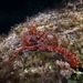 Atlantic White-spotted Octopus - Photo (c) Luis P. B., some rights reserved (CC BY-NC), uploaded by Luis P. B.