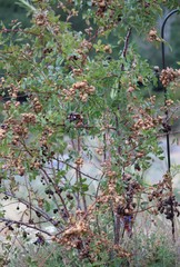 Diplolepis variabilis