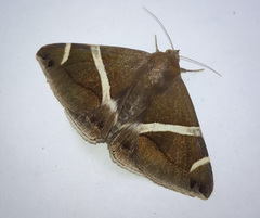 Bastilla arctotaenia