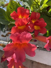 Amphilophium buccinatorium