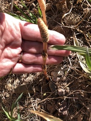 Equisetum arvense image