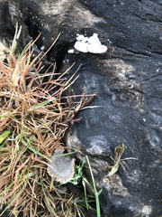 Fungi