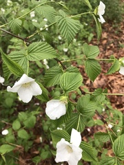 Rhodotypos scandens
