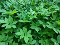 Aegopodium podagraria