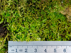 Cirriphyllum crassinervium